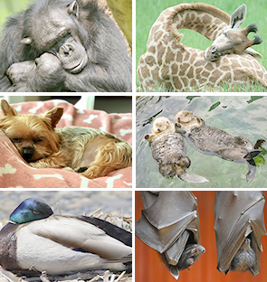 collage of sleeping animals