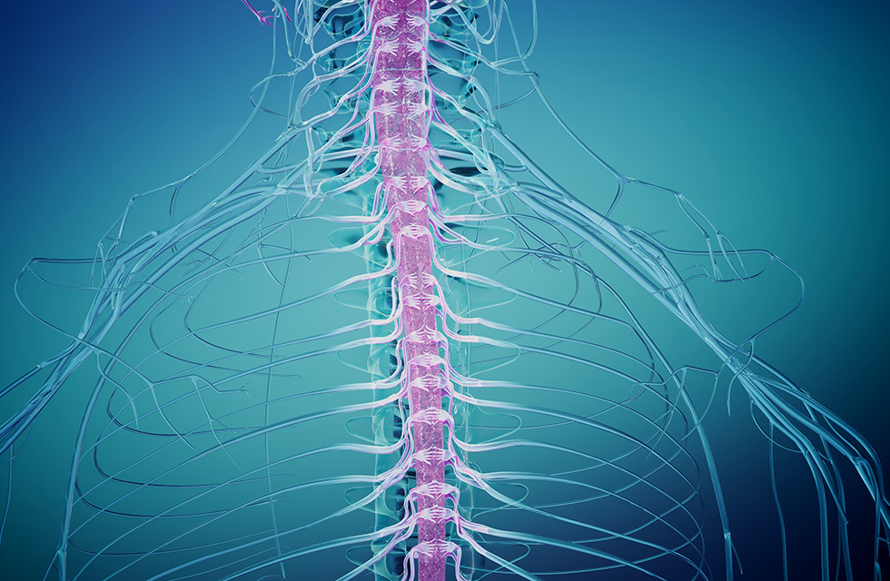 illustration of a healthy spine